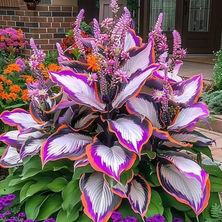 700pcs Rare White & Red Hosta Seeds with Blue Variations