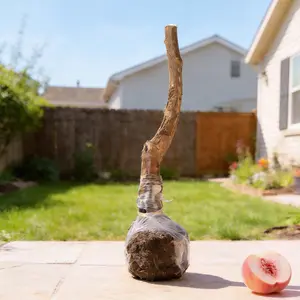 Sweet Honey Peach Tree Sapling | Delicious Homegrown Fruit | Self-Fertile Variety | Vigorous Root System | Perfect for Backyard Gardens & Outdoor Planting | Simple Care & Low Maintenance | Great for Gardening Enthusiasts & Beginners