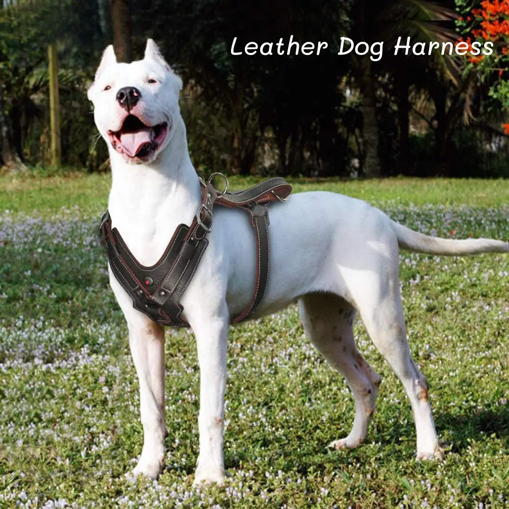 Durable Leather Training Harness, Adjustable Safety Harness for Large Medium Dogs, Work Dog Duty Chest Back Strap, High-Quality Material, Ideal for Training