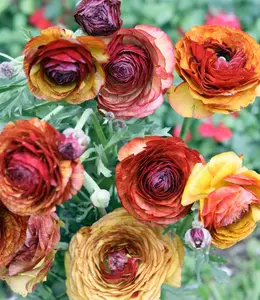 Ranunculus Aviv Café Bulbs | Romantic Cut Flower Blooms | Tuberous Roots