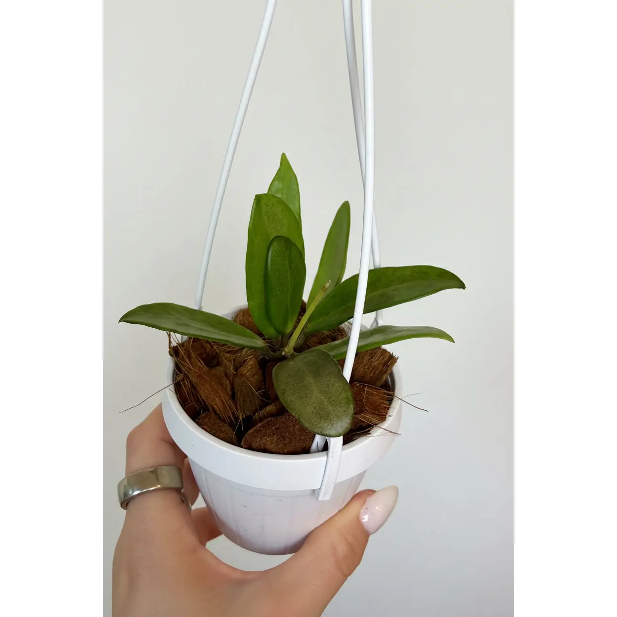 4" Hoya Silver Lady