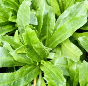 10000 Seeds Culantro Seeds for Planting, Sawtoothfitweed Seeds Mexican Coriander Seeds for Indoor Outdoor