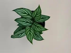 Calathea Vittata | 4 In. Pot | House Plant | Live Plant
