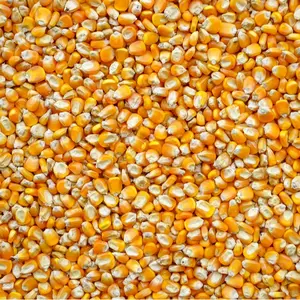 5 Pounds Yellow Dent Corn - Whole Kernel Corn