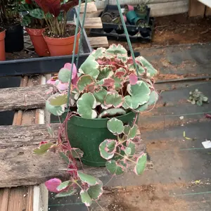 Strawberry begonia Varietiegated 6 inch pot
