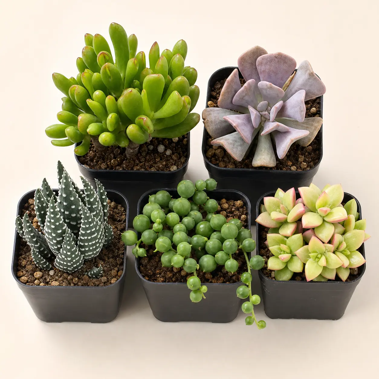 Small Live Succulent Plants, Assorted Mini Succulent Collection, Easy Care Indoor Plants for Home Decor & Gifts