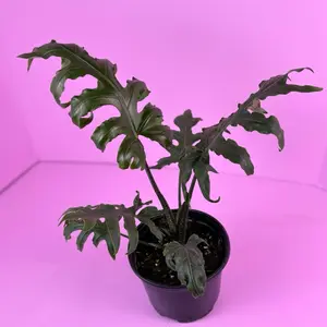 Alocasia Brancifolia 6” | Strap Leaf Alocasia | Rare Plant