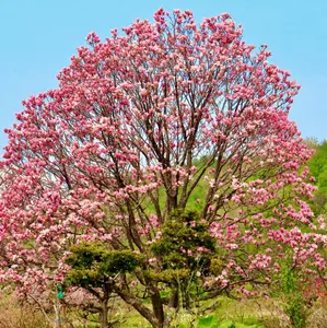 2 Jane Magnolia Tree - 6-12" Tall Live Plant - 2.5" Pot - Shrub/Bush Seedling - Fragrant Magnolia Bush Live Plants - No Ship To AK, HI and P.R.