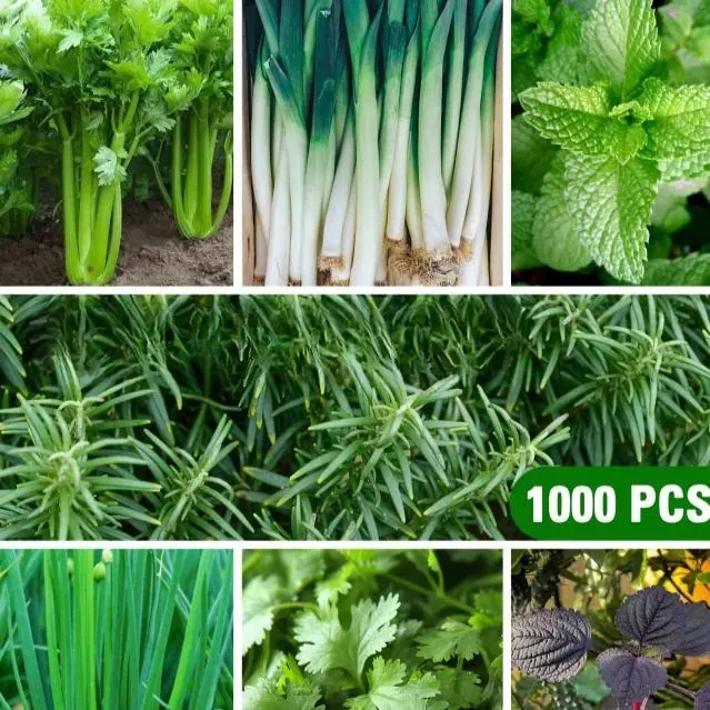 Organic Hydroponics Culinary Seed Blend Herbs (1000 Non-Genetically Modified) – All Seasons Home Gardening Pack (Celery, Garlic, Mint, Rosemary, Scallion, Coriander, Perilla)