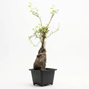 Chinese Elm Bonsai Tree Seedling – Ulmus parvifolia,Live Elm Seedling on Natural Stone,DIY Training Material,Root-Wrapping Trunk Style,Easy Care Indoor/Outdoor Bonsai plant Gift