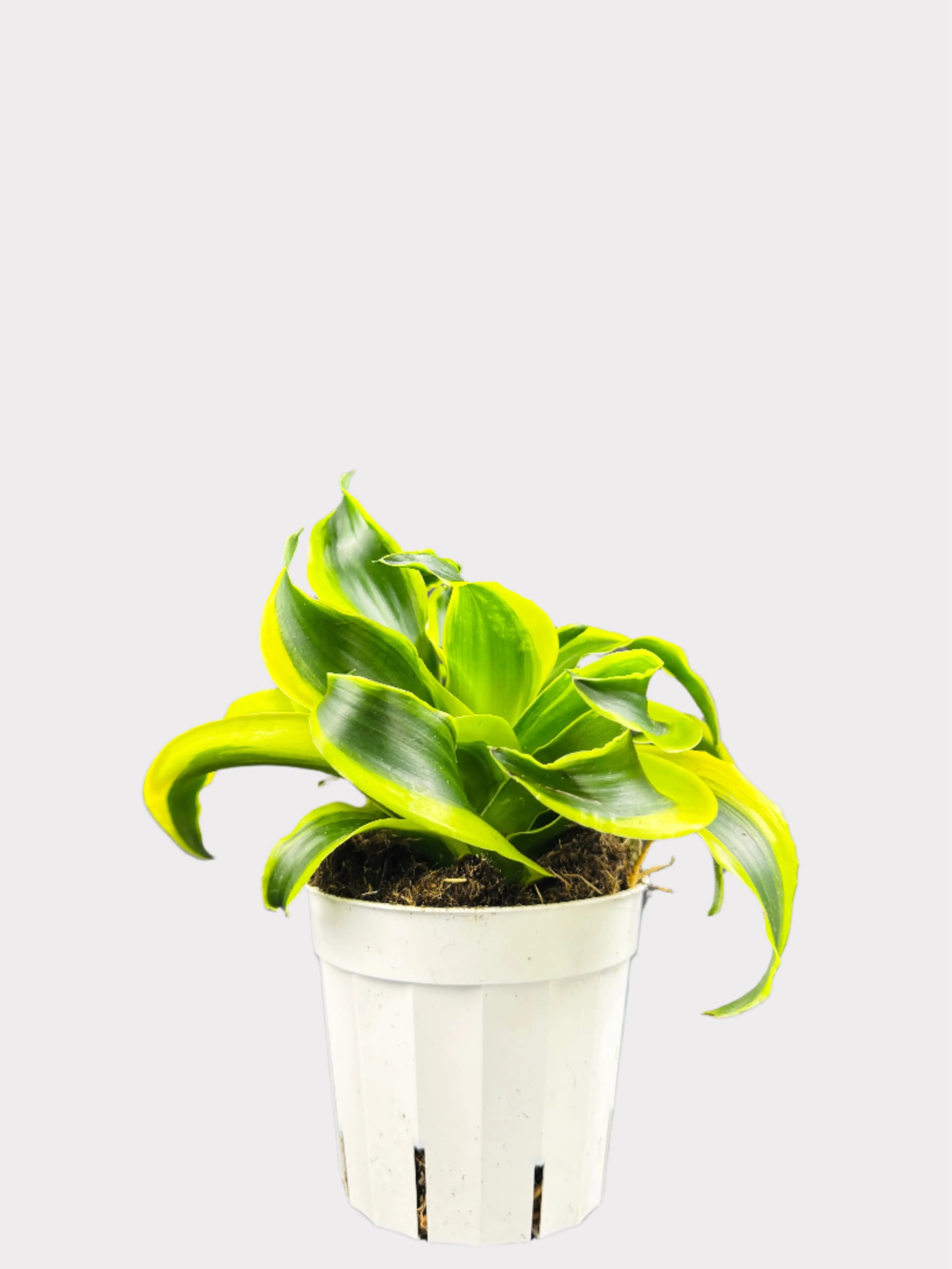 Dracaena Tornado - Tornado Dragon Tree