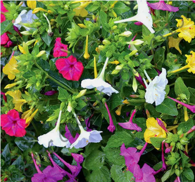 MIRABILIS MIX jalapa four oclock flower caudex succulent flowering seed 15 seeds
