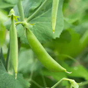 Heirloom Sugar Snap Pea Seeds - Organic and Regenerative Garden Seeds