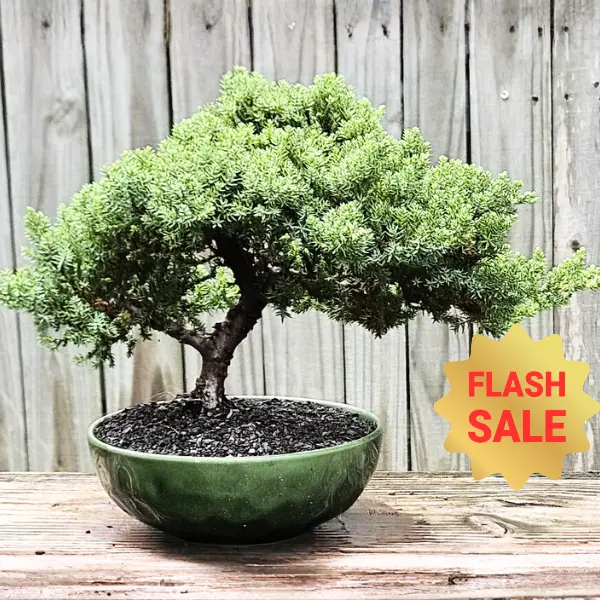 care of azalea bonsai - TikTok Shop