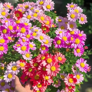 Mosquito Killer – Pyrethrum Seeds, 300–2000 Seeds, Easy to Grow, Perennial Plant, Perennial Flower Seeds, Garden