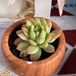 Rare Succulents - Sedeveria Markus Variegata (1.5”pot)