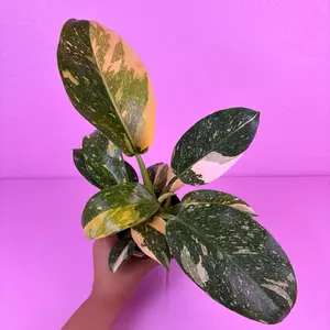 Philodendron Green Congo Nuclear 4” | Bright Green Philodendron | Live Plant
