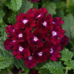 Green River 50 Magenta Verbena Seeds - Hardy Perennial Bloomers, Outdoor Pots Favorite, Flower Seed Pack, Vibrant Summer Garden Charm