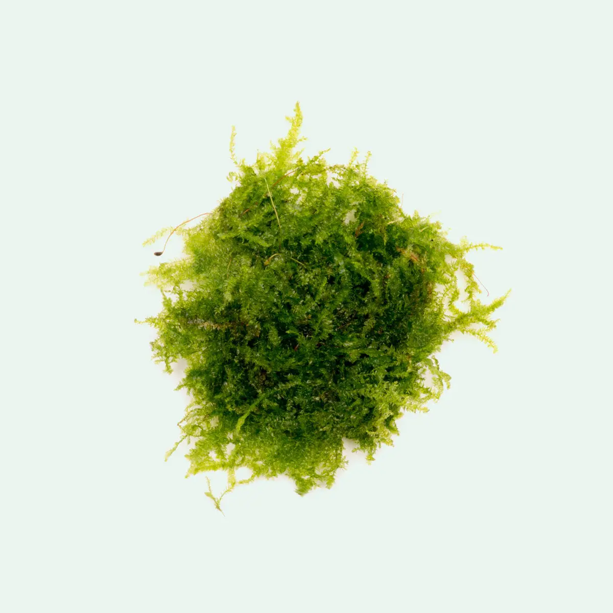 Mini Christmas Moss Mini Christmas Moss