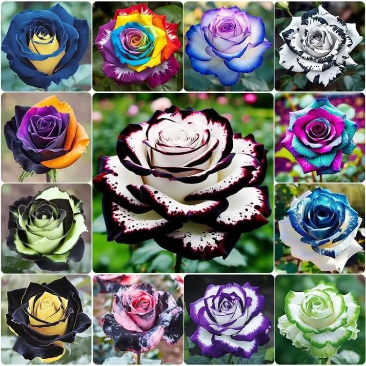 Mix Colorful Flower Rose Seeds All Seasons Easy Growing Garden Planting Outdoor Flower Rose Seeds Fragrant Climbing Rosa Bush Vine Flower Easy Grow Low-Maintenance for Planting summervibes