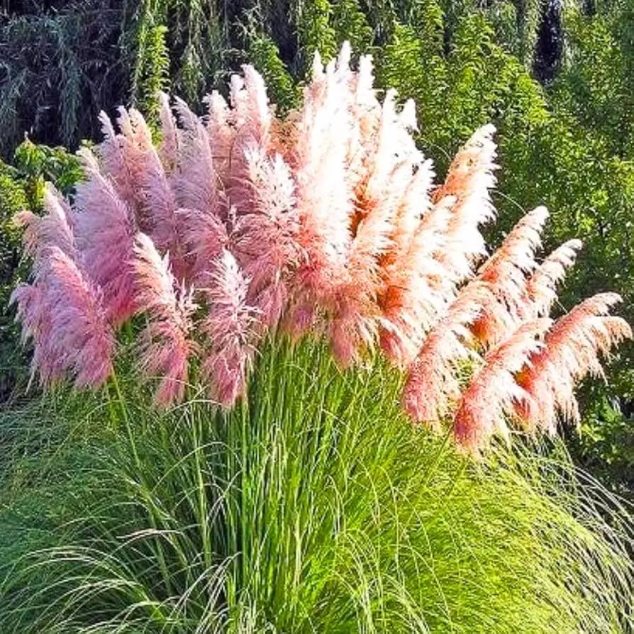 Pink Pampas Grass 3 Plugs  - Easy-to-Plant Perennial Ornamental Grass for Garden, Landscape Decor plant enthusiast