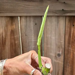 Monstera Deliciosa #1 CUTTING