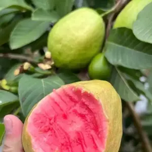 Guava Seeds for Potted Plants Greenhouses & Outdoor Gardens Easy to Cultivate Fruit Tree Seeds Ideal for Gardening Enthusiasts