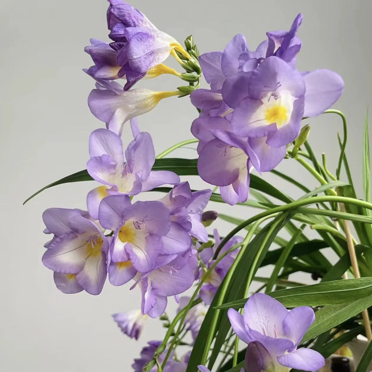 3pcs Freesia Refracta Bulbs - Low-Care, Strong Fragrance, Long Bloom Time - Ideal for New Gardeners (Garden Flower Bulbs for Home Improvement)