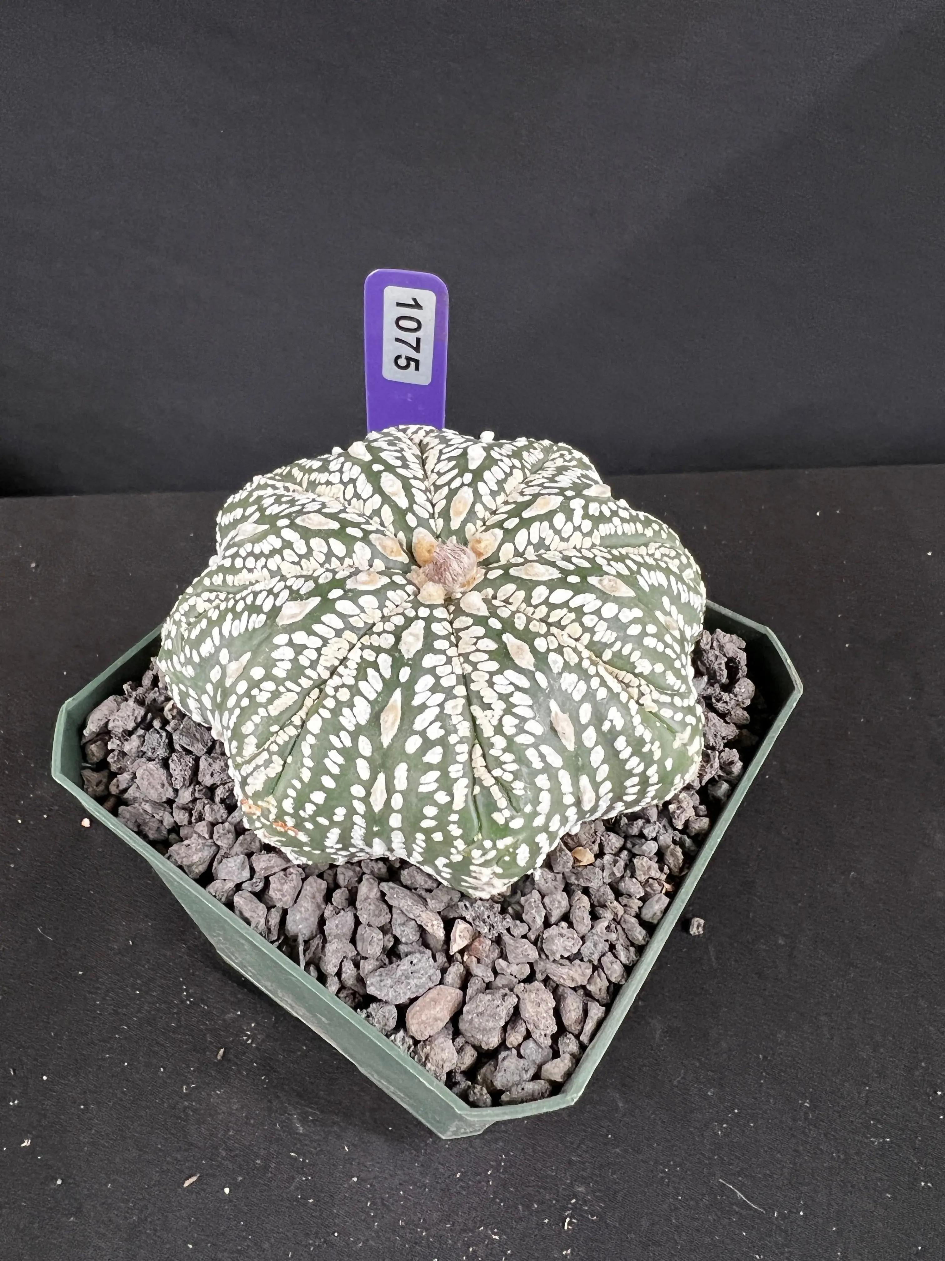 Astrophytum Asterias cv. Superkabuto Cacti - 1075