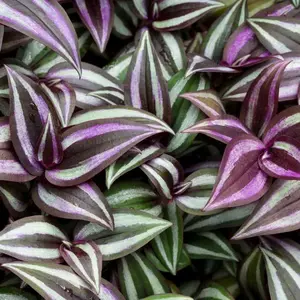 Tradescantia Zebrina Plant - 4 Purple Variegated Wandering Jew Cuttings for Indoor & Outdoor Planting, 2-4 Inches Tall, Easy Care Houseplant