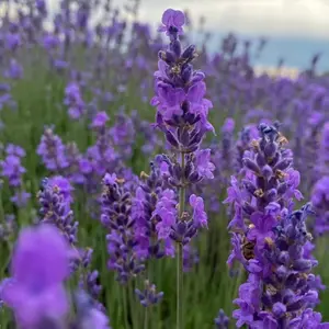 1000 Lavender Seeds - Fragrant Purple Blooms Hardy Perennial for Borders Pots & Cottage Gardens Spring Long-Lived Low-Maintenance Drought-Tolerant