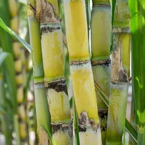 200 Sugarcane Seeds – Tropical Sugar Cane Plant for Home Garden, Tall Grass with Thick Stalks, Suitable for Zones 9-11, Full Sun & Warm Conditions