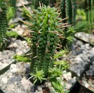 Euphorbia mammillaris corn cob