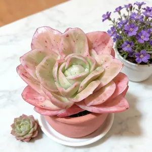 Viral Echeveria ‘Ice Rose’ Variegated Succulent – Colorful Live Plant | Bare Root, Easy-Care Aesthetic Plant Gift & Home Decor