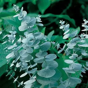 Non-GMO Eucalyptus Seeds - Easy-to-Grow Fragrant Evergreen Ornamental Plant for Plant Decor, Flower Garden, Outdoor Use - Ideal for Beginner Growers, Air Freshening, Home Spaces