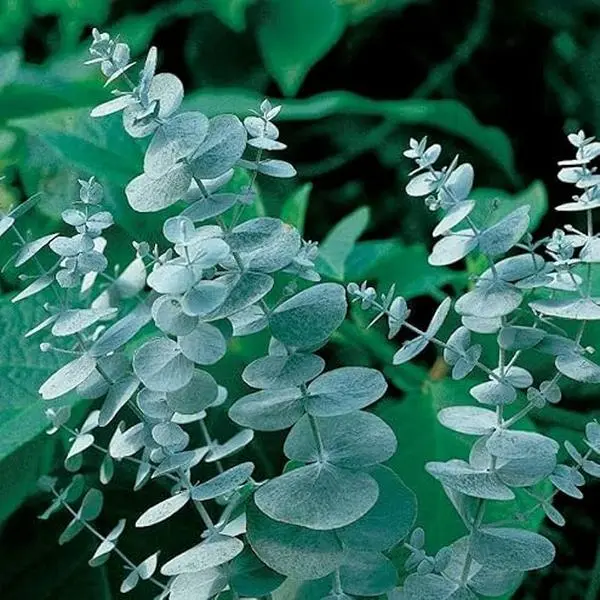 Eucalyptus Natural Seeds Flowers - Beginner-Friendly Easy-to-Grow Fragrant Evergreen Ornamental, Plant Decor for Home Gardens, Adds Greenery to Balconies and Patios, Fresh Lifts Your Home