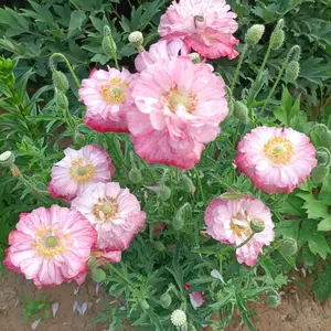 5000pcs Mixed Color Garden Flower Seeds – Vibrant & Easy-to-Grow! Non-GMO, Low Maintenance, Perfect for Outdoor Gardens, Pots & Borders – Enjoy Beautiful Blooms All Year Long!