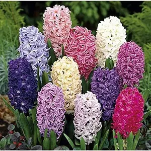 10+ Mixed Color Hyacinth Bulbs for Planting - Large, Fresh, and Fragrant Garden Seeds for Vibrant Spring Blooms