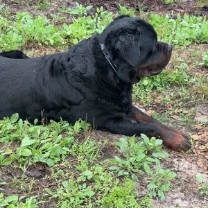 【NewYear2026】Electric Fence for Dogs, Dog Training Collar Outdoor GPS Fence System Waterproof Wireless Fence for Dogs Adjustable Warning Strength Radius 33-999 Yards Rechargeable Smart Pet Containment System for Dogs