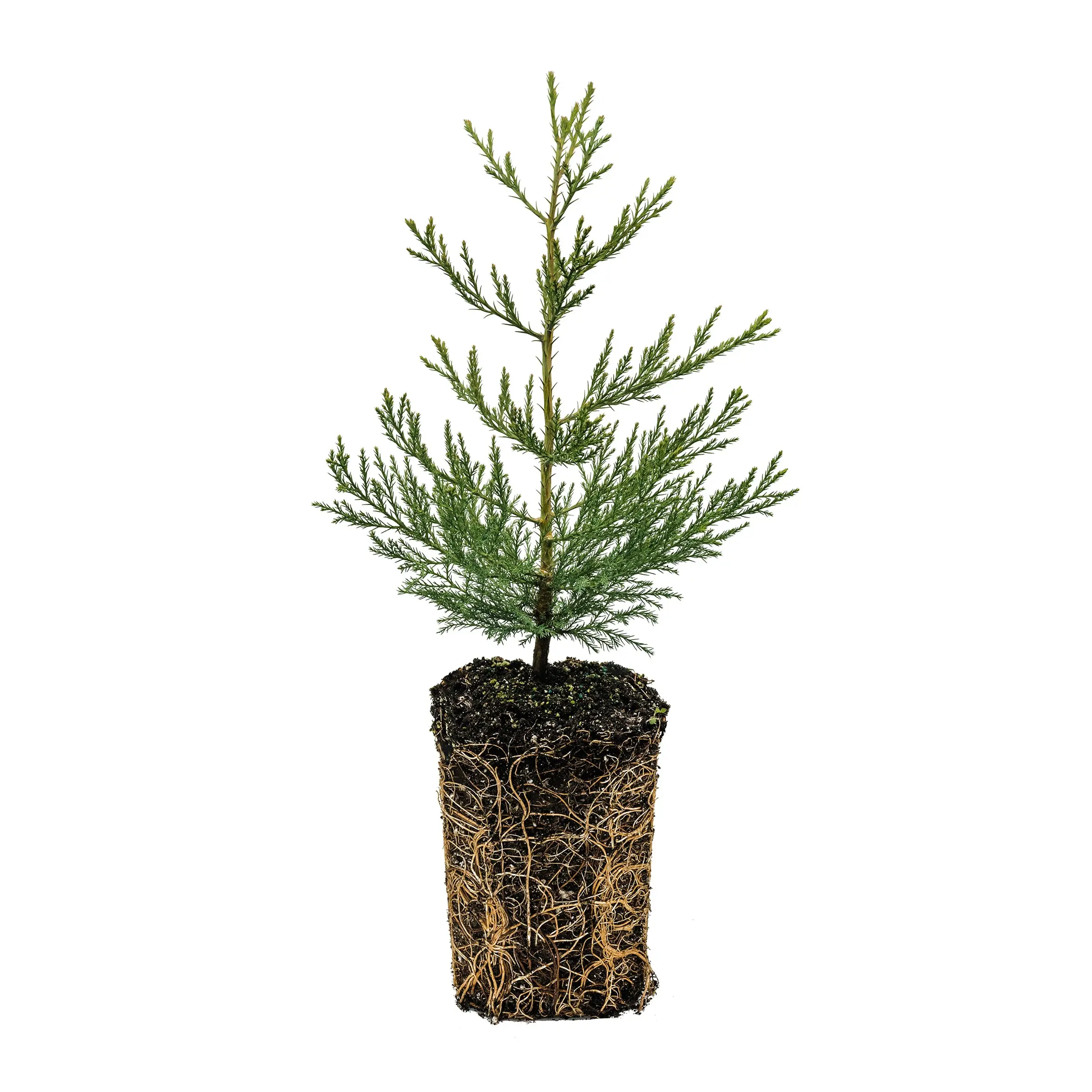 Giant Sequoia | XL Tree Seedling