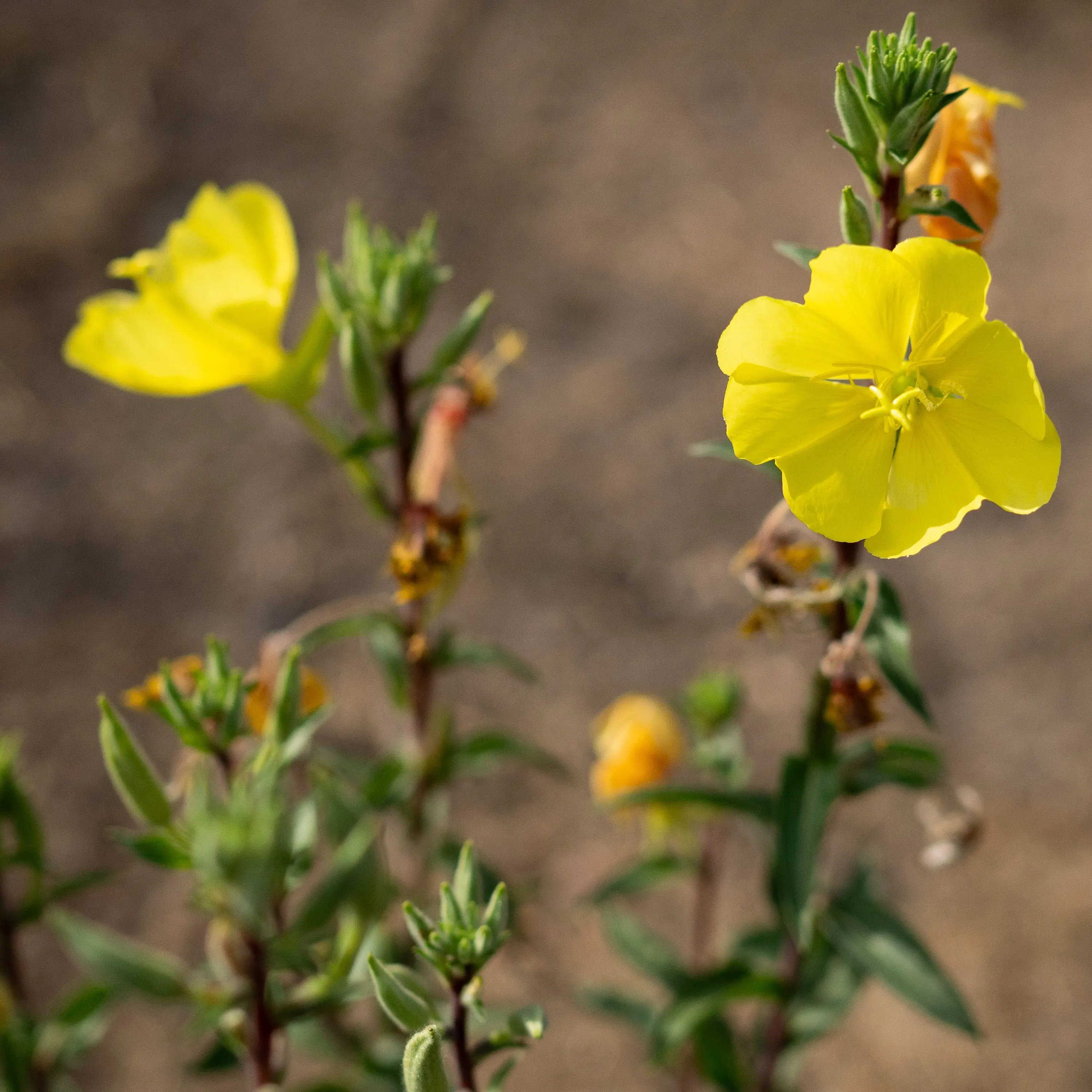 Large Flowered Evening Primrose Seeds: Yellow Wildflower, Drought Tolerant, Self Reseeding 175 Seed Packet / Bulk Packet