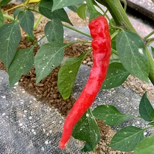 Organic Cayenne Large Red Thick Pepper Seeds (Capsicum annuum) – Spicy, Robust Flavor, Great for Drying and Making Chili Powder – 10+ Seeds