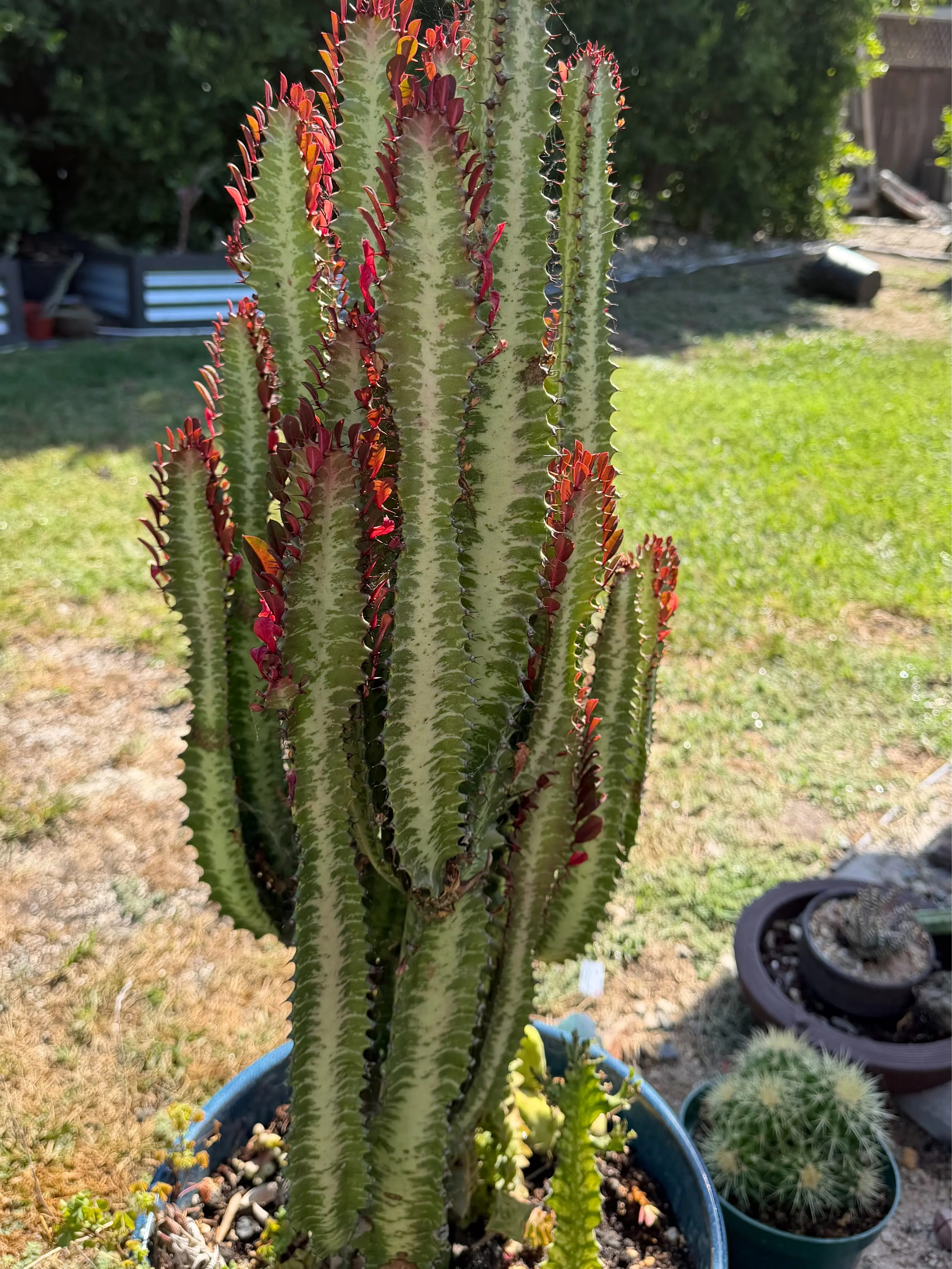 Rooted Euphorbia Trigona Cuttings