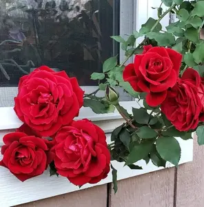 Red Don Juan Rose Plants Climbing, Roses Bushes Plant Live Tree, Fragrant and Well-Rooted, Starter 4 to 7 Inc Tall, Vining Roses for Planting Outdoor, Colorful Blooms