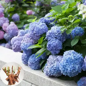 Blue Hydrangea Starter Plant Multi-Branched Bush Abundant Fragrant Blooms Perfect Gift for Gardens Patios & Balconies Easy Care Lush Full Appearance