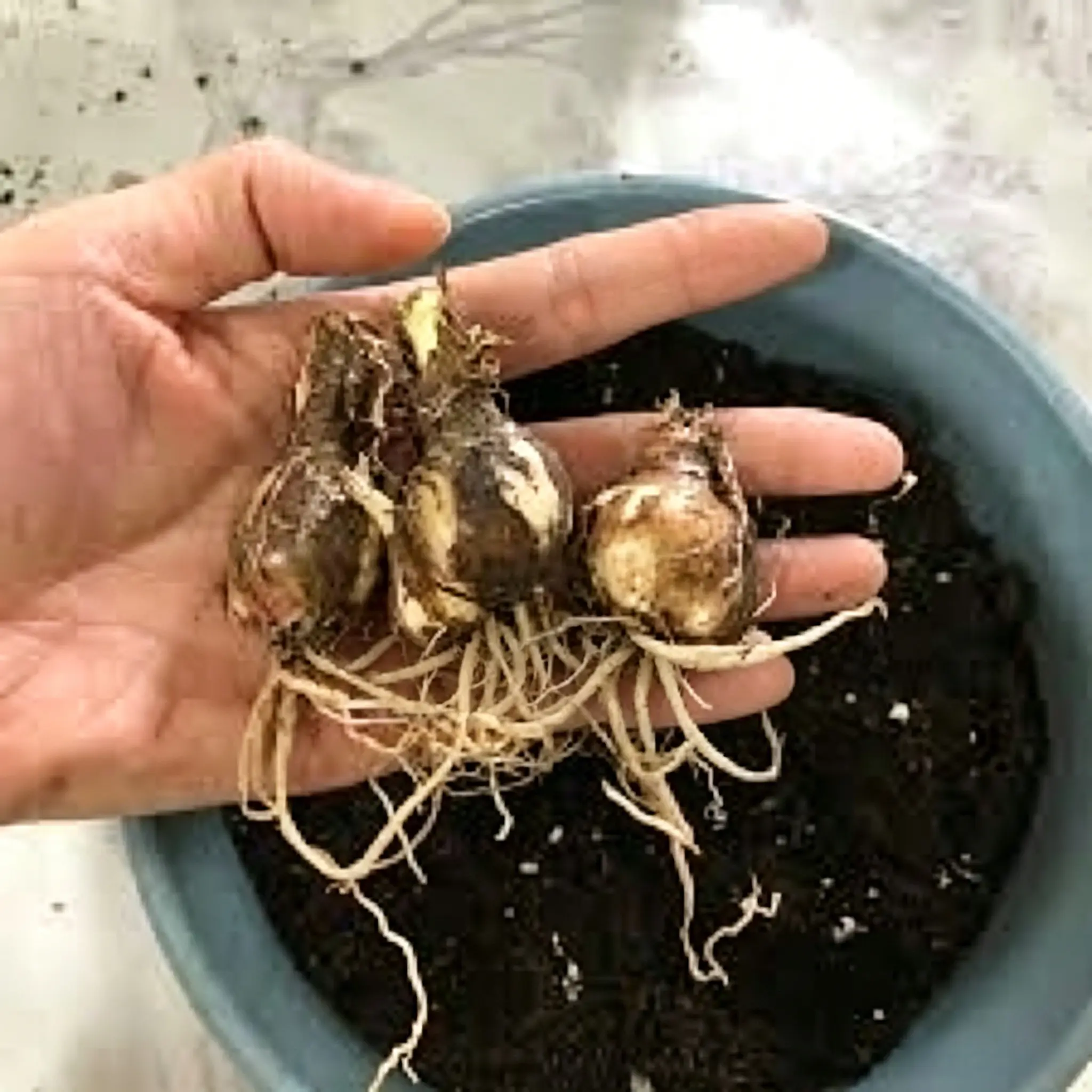 3PC Mixed Color Rain Lily Bulbs, Hardy Perennial Zephyranthes, Outdoor & Indoor Plant, Long Blooming Season