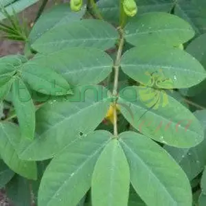 Hierba Hedionda or Guanina