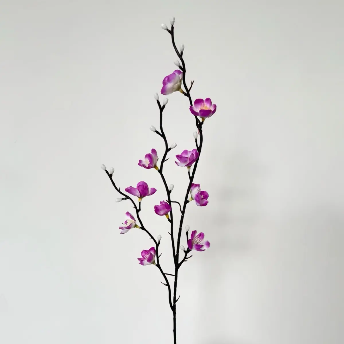 Miniature Purple Winter Plum