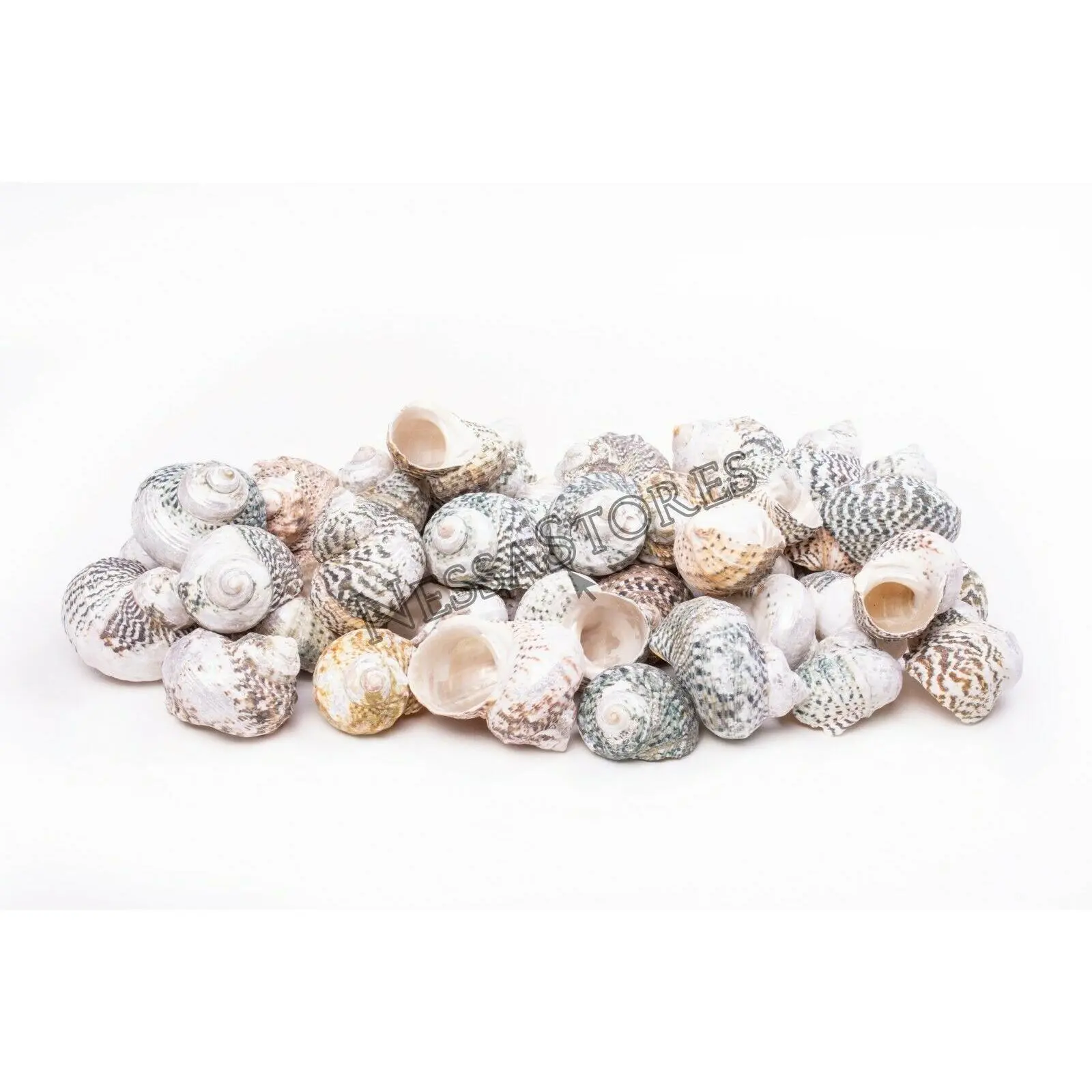 Mexican Turbo Sea Shell Beach Craft Hermit Crab 1 1/2" - 2 1/2" (120 PCS) #JC-34