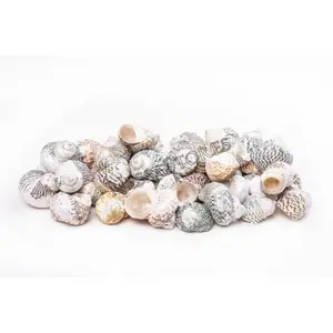 Mexican Turbo Sea Shell Beach Craft Hermit Crab 1 1/2" - 2 1/2" (120 PCS) #JC-34